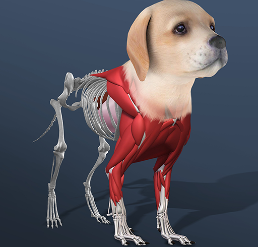 Mascota inactiva: crea celda por celda