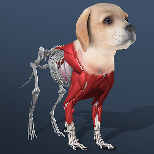 Mascota inactiva: crea celda por celda