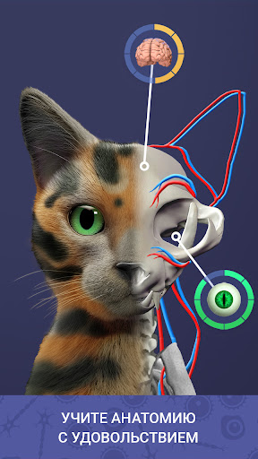 Mascota inactiva: crea celda por celda