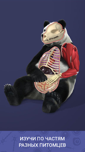 Mascota inactiva: crea celda por celda